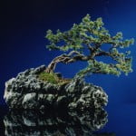 bonsai Picea op steen