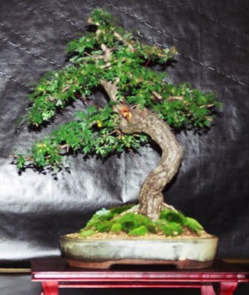 bonsai crataegus yamadori uit Engeland door Mariline Limbertie volledig opgebouwd 