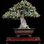 bonsai elaeagnus olijfboom