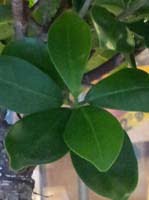 Bonsai Ficus Microcarpa Ginseng blad