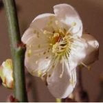 Bonsai Prunus bloei