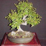 bonsai ulmus parvifolia chinese-iep