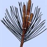 Bonsai snoeien Pinus Parviflora 