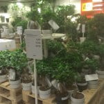 Ikea Bonsai Ficus Microcarpa Ginseng (Chinese vijg)