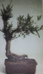 Taxus Baccata startplant