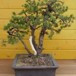 Pinus Pinus parviflora bedraad 2