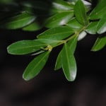 Bonsai Buxus Harlandii