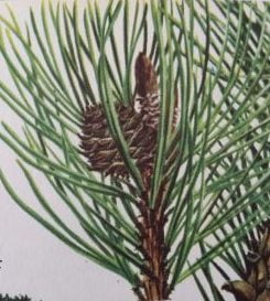 Bonsai Pinus Bergden