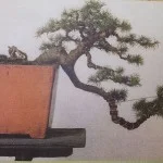 Bonsai Ceder Himalaya bedraad