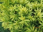 Bonsai Taxus Cuspidata