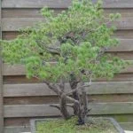 Bonsai Pinus Parviflora